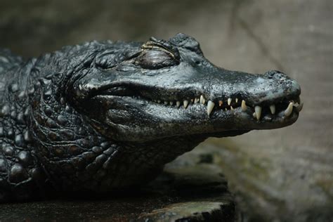 Find Out About The Black Caiman And Other Species Of Caiman Found In Guyana! - Things Guyana