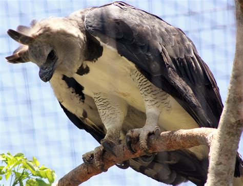 File:Harpy Eagle (7117520549).jpg - Wikimedia Commons