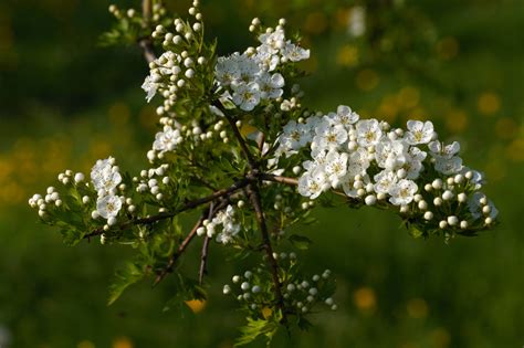 Hawthorn Blossom | Flowers | Wildlife | Photography By Martin Eager ...