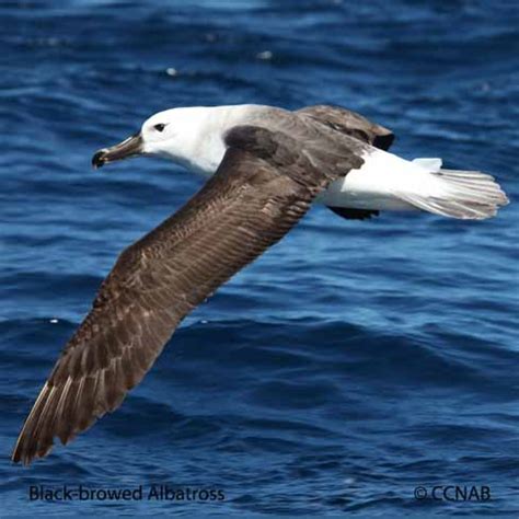 Black-browed Albatross (Thalassarche melanophris) - BBAL