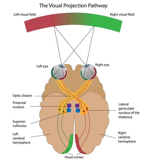 The visual projection pathway. Diagram explaining how visual signals ...