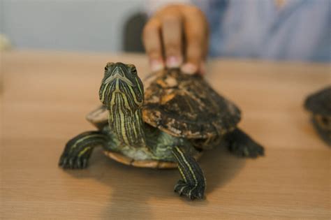 Cumberland Slider Turtle Care Guide | Diet, Habitat, Breeding, Diseases ...