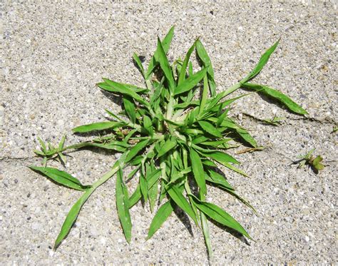 Lawn Tips "Crabgrass"