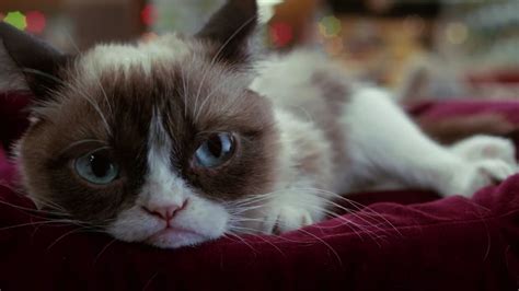 Grumpy Cat's Worst Christmas Ever: Lifetime Movie With Aubrey Plaza | TIME