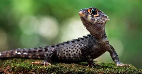 Skink Lizard - A-Z Animals