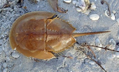 CHELICERIFORMES (Quelicerado) - Classe Merostomata. / CHELICERIFORMES (Chelicerate) - Class ...