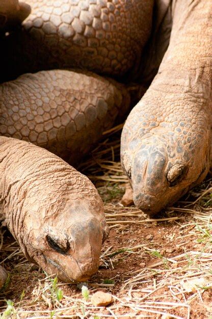 Premium Photo | Aldabra giant tortoise