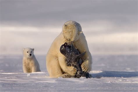 Polar bear hunting a seal (x-post /r/natureismetal) : bears