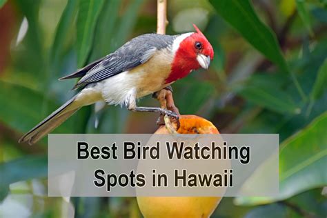 My 14 Best Bird Watching Spots in Hawaii You Should Try – Just Watching Birds