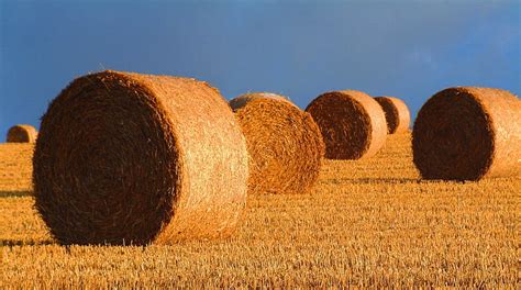 Free photo: bales, straw, harvest, landscape, farmland, harvesting, gold | Hippopx