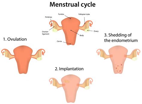 Natural Menstrual Cramp Remedies: Severe Menstrual Cramp Treatment | Natural Remedies.org