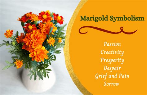 Marigold Flower – Meaning and Symbolism - Symbol Sage