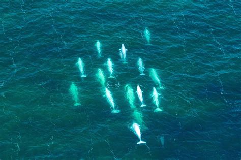 Kayaking With Beluga Whales In Churchill Manitoba - Adventure Family Travel - Wandering Wagars