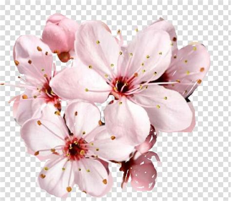 Cherry Blossom Pink Flower Png