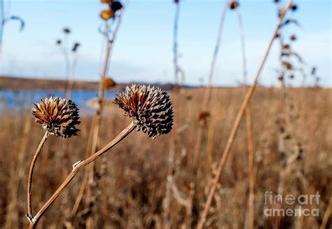 Prairie Grass Flowers Photograph by Sandra J's - Fine Art America