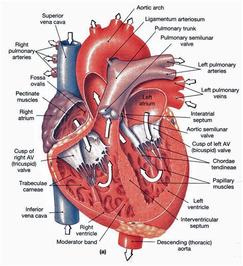 chordae tendineae attached to - ModernHeal.com