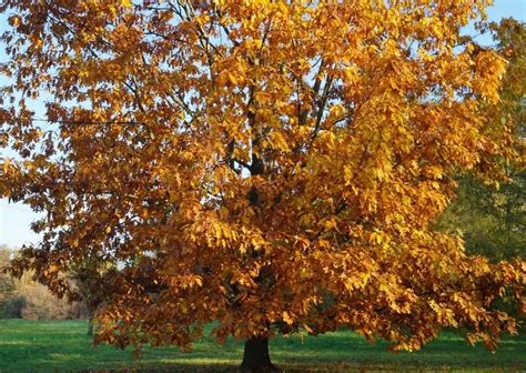 European Beech Tree Tree For Sale