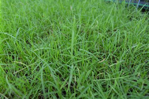 Cheyenne II Bermuda Grass Seed - Certified – hancockseed.com