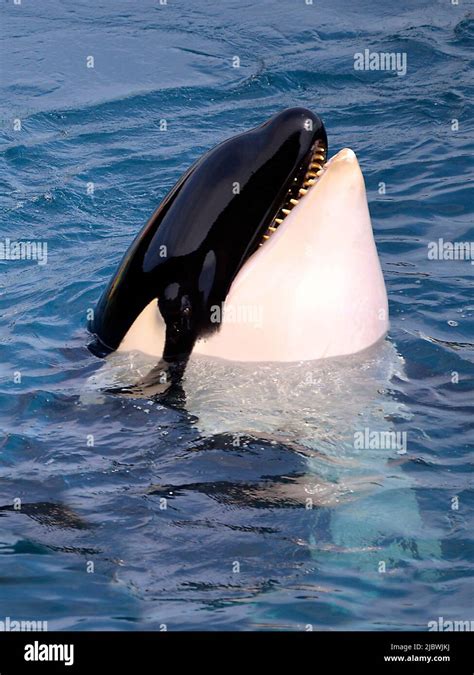 Whale mouth open not shark hi-res stock photography and images - Alamy