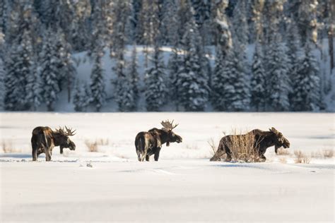 3 MOOSE ON THE MOVE, Moose in Snow, Wildlife Photography Fine Art - RobsWildlife