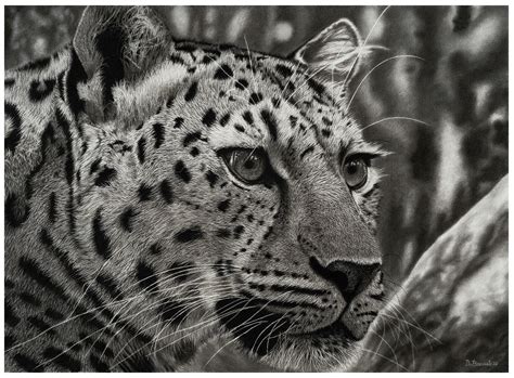 Leopard Pencil Drawing Original, Realistic Animal Drawing, Black and ...