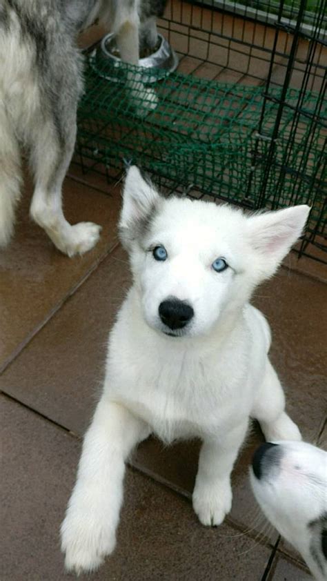 Siberian Husky/Alaskan Malamute mix puppy | in Dungannon, County Tyrone ...