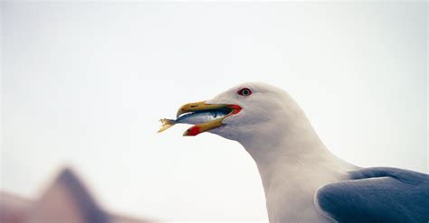 Photo of a Seagull Eating a Fish · Free Stock Photo