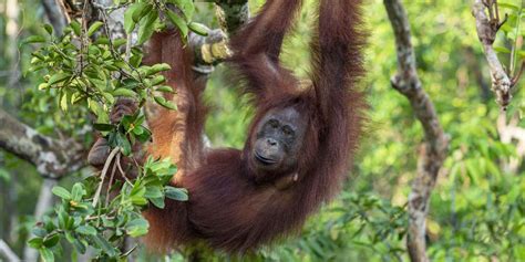 Adventure in the Jungles of Borneo | Much Better Adventures