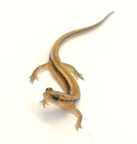 New Species of Salamander from North Carolina – Carolina Sandhills Salamander