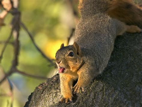 Squirrel Face #1 | Fox Squirrel at Lake Merritt - Oakland, C… | Flickr