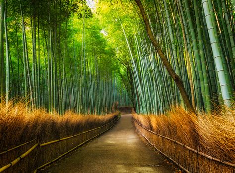 Wall Mural – Bamboo Path | Wallsorts