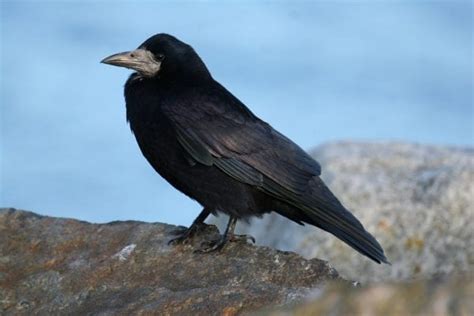 Rook - BirdWatch Ireland