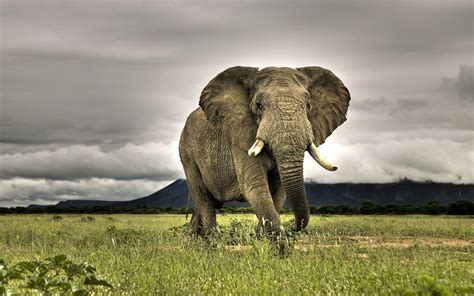 African Elephant Wallpapers - Wallpaper Cave