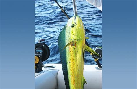 Mahi Mahi - Description, Habitat, Image, Diet, and Interesting Facts