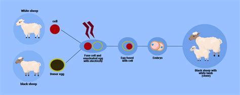 4.How Was Dolly Cloned | MyBioSource Learning Center