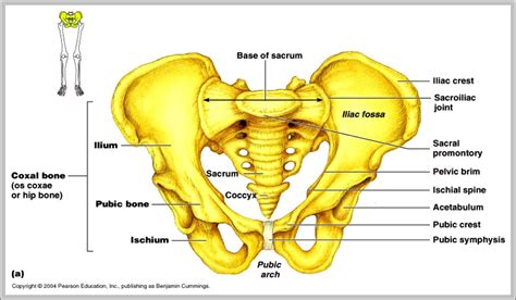 [DIAGRAM] Femur And Pelvic Bones Diagram - MYDIAGRAM.ONLINE