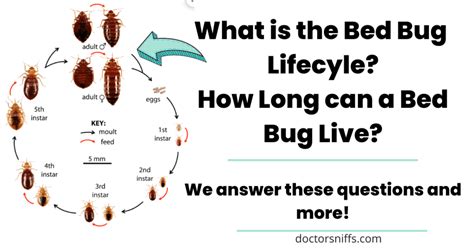 What Is the Bed Bug Life Cycle, and How Long Do Bed Bugs Live?