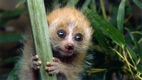 Pygmy Slow Loris Facts - Untold and Interesting - Primates Park