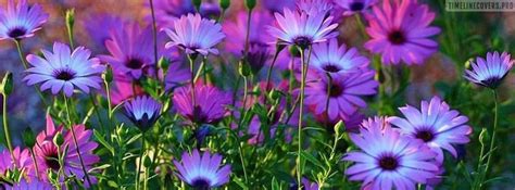 Awesome Purple Flowers Facebook cover | Facebook cover, Facebook cover ...