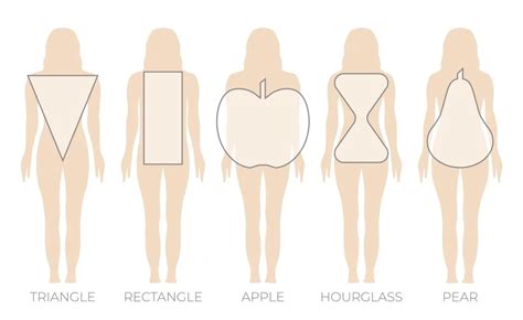 Female Body Types Chart: Complete Guide on Women Body Types - Salameh Plastic Surgery Center