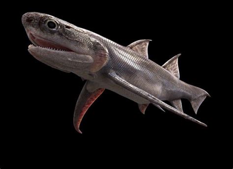 Ancient ‘sharks’ may have appeared 15m years earlier than previously thought