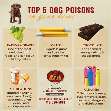 PET POISON PREVENTION WEEK | Sunset Animal Hospital