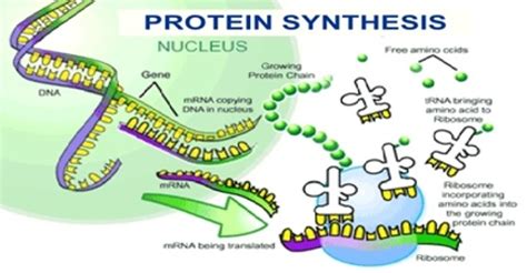 Describe about Protein Synthesis - Assignment Point