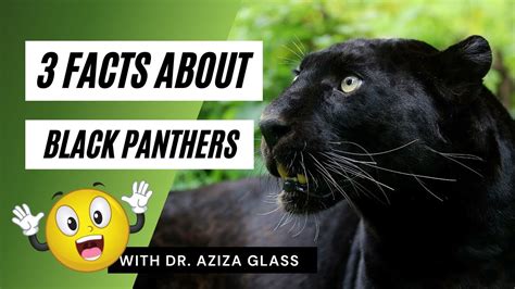 Black Panther Facts, What You Didn't Know! - YouTube