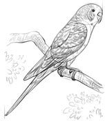 How to draw a budgerigar Drawing tutorial | Animal drawings, Bird drawings, Drawings