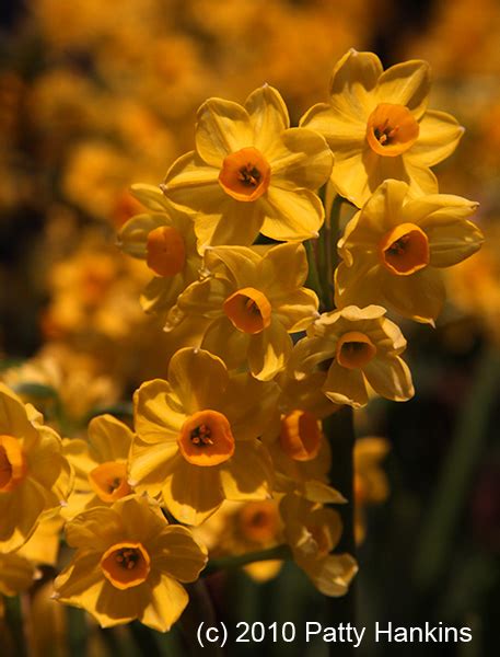 Tazetta Narcissus | Beautiful Flower Pictures Blog