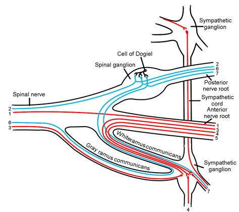 Spinal Nerves Are What Nerves