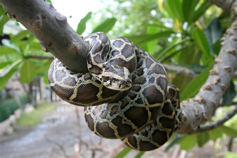 Is The Burmese Python Endangered?