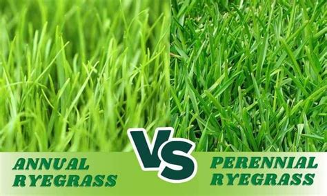 Enhancing Landscapes: Perennial Ryegrass In Florida | LawnHelpful.com