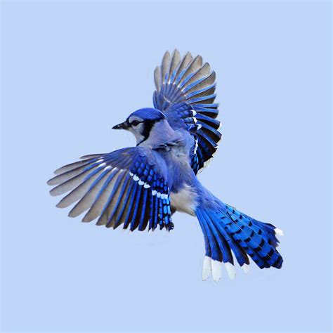 blue jay in flight - Google Search | Blue jay bird, Beautiful birds, Blue jay